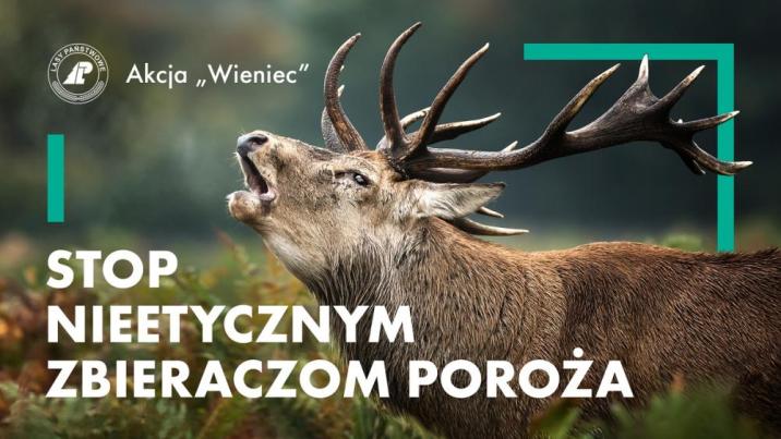Plakat&#x20;z&#x20;ryczącym&#x20;jeleniem